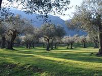 Il Parco è una testimonianza dell'antica olivicoltura mediterranea