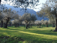 Il Parco  una testimonianza dell'antica olivicoltura mediterranea