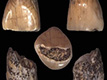 Il dente da latte di Homo heidelbergensis ritrovato