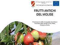 'Frutti antichi del Molise', un progetto di ricerca sulla riproduzione in vitro delle varietà molisane 