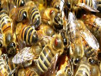 controllo dell'infestazione degli apiari da "Varroa destructor"