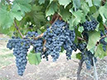 L'uva tintilia  uno dei pi antichi e nobili vitigni autoctoni