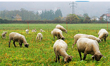 Tavolo di lavoro in Molise sul Benessere Animale