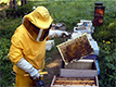 Il Programma come evidenzia l'Assessore Facciolla, mira a promuovere lo sviluppo e la diffusione dell'allevamento delle api sull'intero territorio molisano
