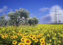 Verso il Piano agrienergetico regionale