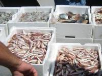 Obiettivo: consentire l'approvvigionamento di prodotti ittici freschi nei giorni del 24 e 25 agosto