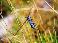 Rosalia alpina (Foto N.Merola). Insetto coleottero tra i pi belli e pi rari d'Europa.