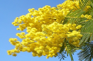Mimosa, simbolo dell'8 marzo