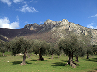 Parco storico ed agricolo. Testimonianza dell'antica olivicoltura mediterranea