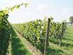 Circa 775 mila euro andranno ad una trentina di viticoltori molisani