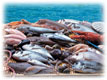 Aiuti a favore dei commercianti al minuto di prodotti ittici