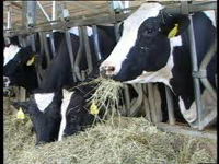 L'avviso pubblico è rivolto ai produttori di latte vaccino della regione Molise con reali esigenze di incremento dei propri livelli produttivi 